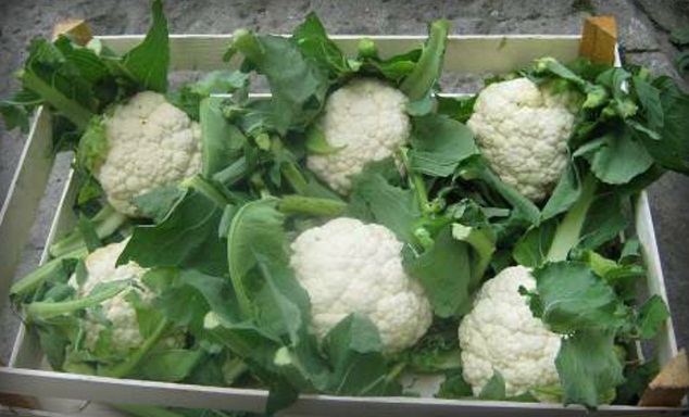 Сохранение корнеплодов в ящике Сохранение корнеплодов в ящике